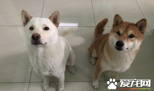 翹家慣犯柴兄弟 和外面汪密謀計畫一起逃家