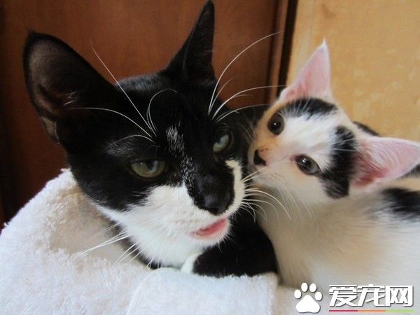 受虐貓努力活著 只為生下孩子
