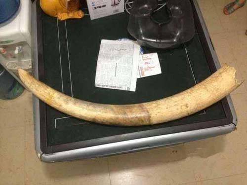上海鐵路檢驗檢疫局查獲大量象牙等瀕危動植物產品