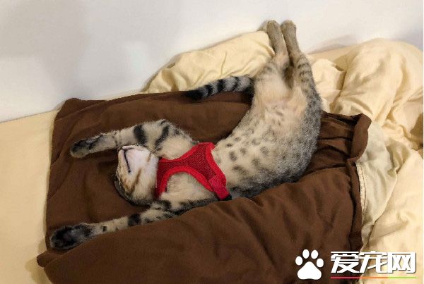 小霸王又有新創舉了！洗手臺上廁所給媽咪省貓砂