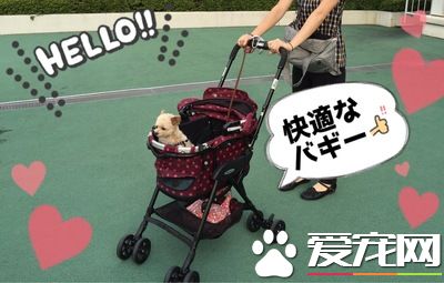 真正需要的空間 出門購物帶狗狗要擴大空間