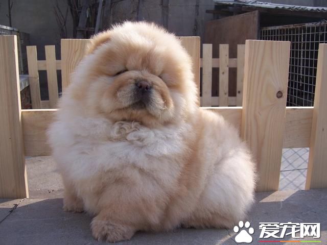 中國本土寵物狗