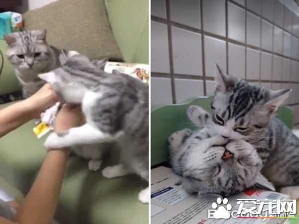 超級奶爸短毛貓 父代母職舉腳耐心讓女兒喝奶