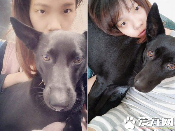 PO出自己與家中毛孩的合照 母女臉相似度高達99%