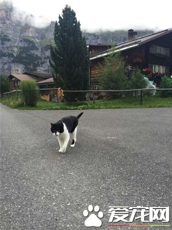 瑞士山區迷路 神秘貓咪出現救援
