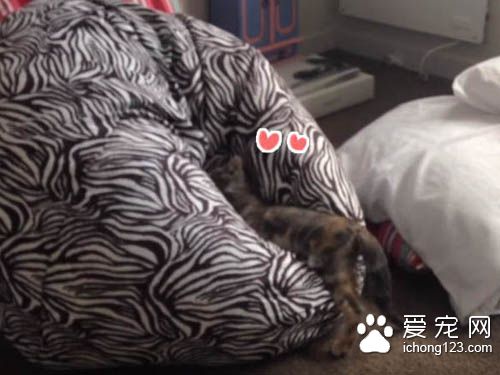 小貓咪對奇妙的懶骨頭上癮 一而再再而三地撲過去
