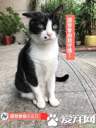 國發會的鎮會之貓小三八 成員工的療愈師