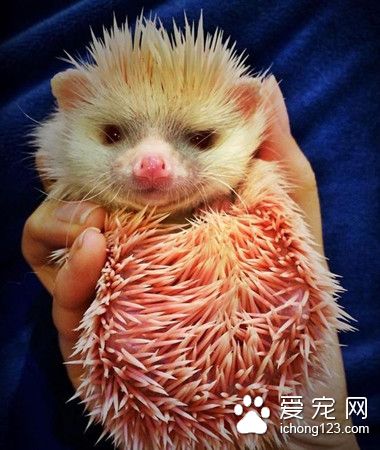 無良主人把刺猬染成粉紅色 玩膩后又急于脫手