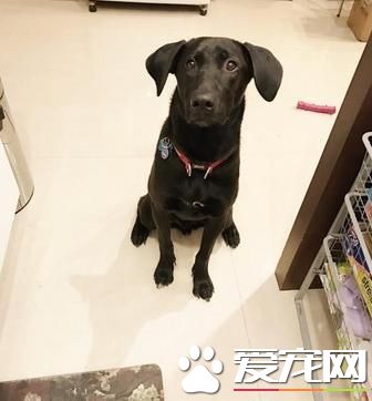 狗狗人來瘋亂撲人 改正方法很實用簡單