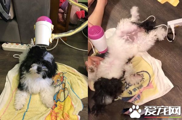超愛洗澡的花貴賓 聽到水聲奔澡盆坐等