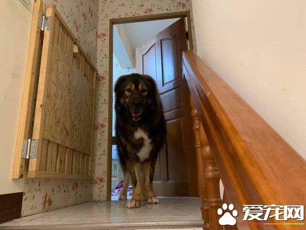 從兇巴巴變溫柔 汪每天房門口癡等阿母一起休息