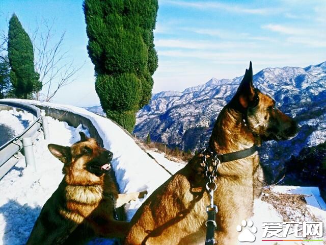 警犬很辛苦？和寵物狗一比，警犬待遇不比王思聰愛犬王可可差！