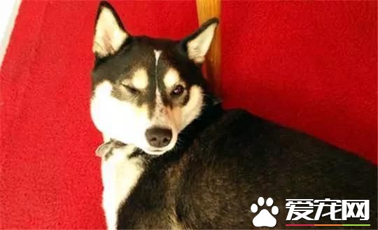 養柴犬的10個理由，99%的人看完都心動了！