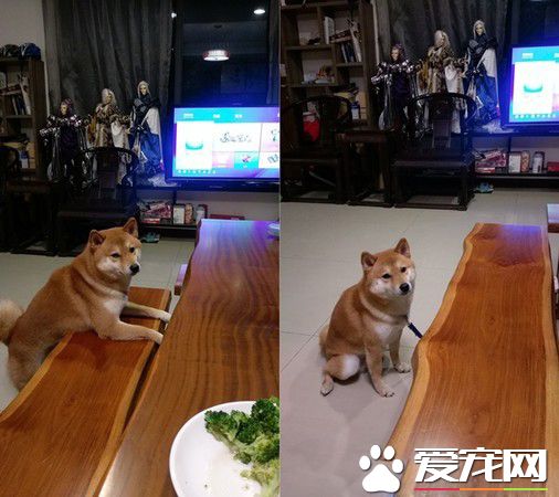柴花式步伐震懾對手 高冷鵝子超淡定應戰
