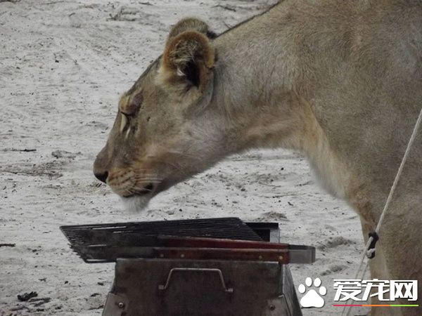 公園露營發生超驚奇體驗 獅子舔帳篷上水珠解渴