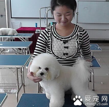 美女寵物美容師又涉散布性愛影片 訊后依恐嚇等罪嫌諭令以6萬元交保