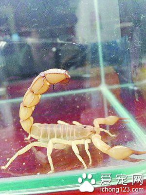 奇怪飼主 把危險毒物動物當成寵物來養