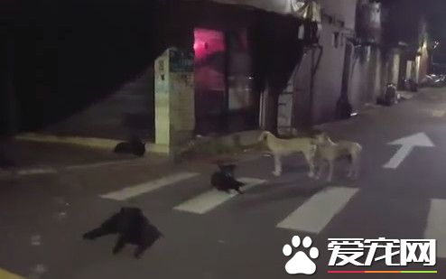 受訓獵犬咬死流浪貓 只聽指令攻擊指定目標