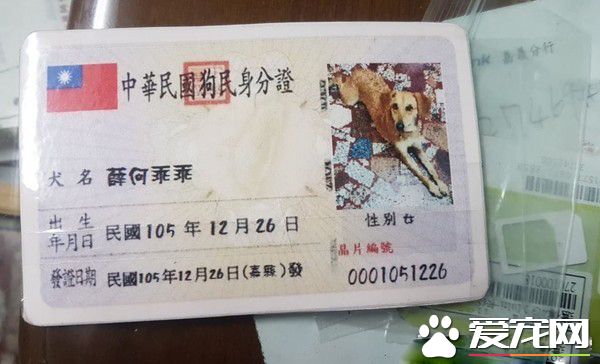 將被安樂死的米克斯汪 被收編后成受寵愛小孩