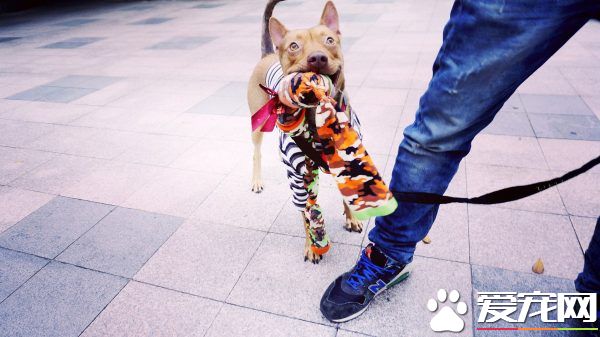 溫暖！治愈犬和愛人貓的大家庭 有故事的一狗三貓