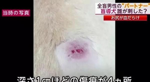 導盲犬陪主人坐地鐵 被刺傷為主人卻忍痛不叫