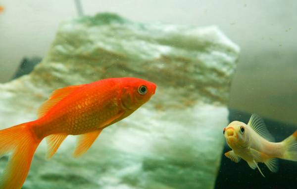 自來水能養金魚嗎