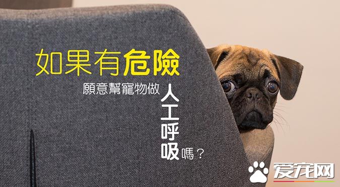 如果有危險，愿意幫寵物做人工呼吸嗎？
