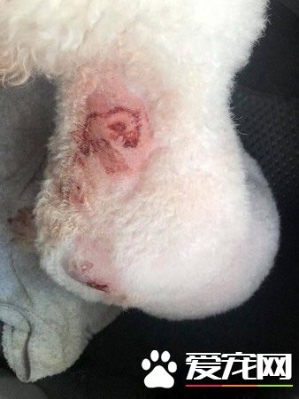 未牽繩柴犬咬傷比熊 柴飼主無歉意嗆說畜牲都這樣