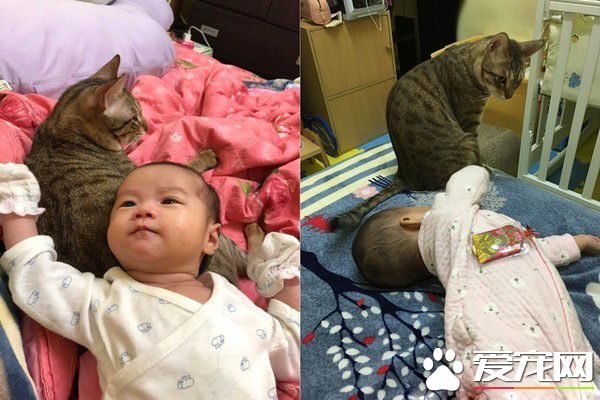 小奴才不識相超大噴嚏 嚇得幼貓直接滾到鏡頭外