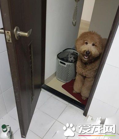 聽見潺潺流水聲 原是屁孩汪送媽媽的Surprise