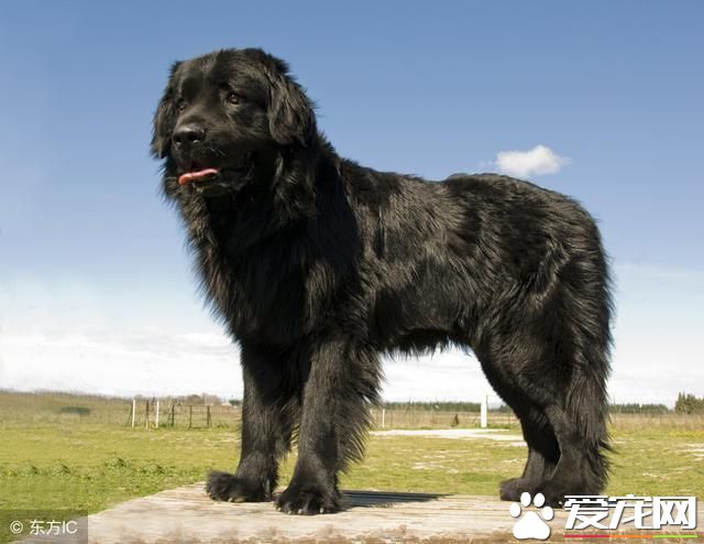 這些狗狗被載入史冊 有什么樣的功績呢