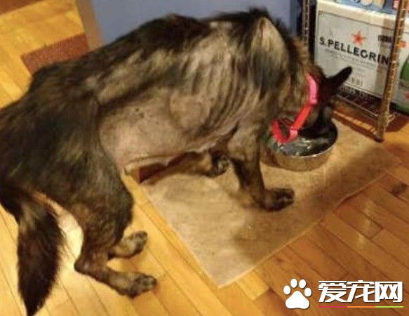 流浪德國狼犬公路亂竄 幸得好心婦人送醫院