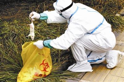 寵物白鼠放生近百只白鼠散布人行道草叢