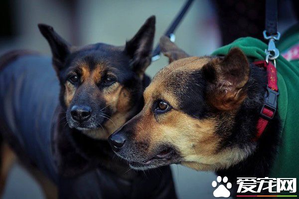 被鄰居嗆：養狗干嘛？ 至少狗狗永遠不會背叛你