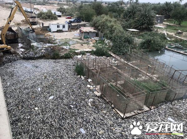 伊拉克大量魚類離奇死亡 引發當地居民猜疑恐慌