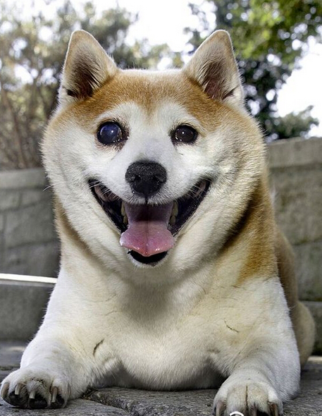 超可愛小柴犬笑不攏嘴 被稱小天使