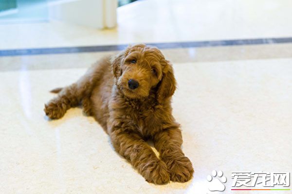 白宮將會迎來新狗狗 和川普小兒子作伴
