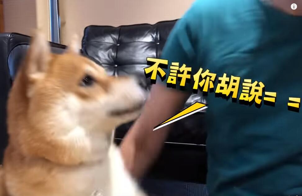 超自戀的柴犬 說不可愛就肉拳攻擊