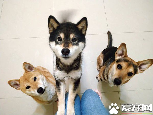 4歲妹妹畫黑柴 本尊問號：哪里像了啊