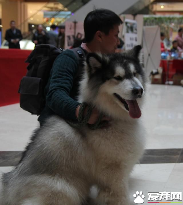 寵物走T臺 萌翻眾人