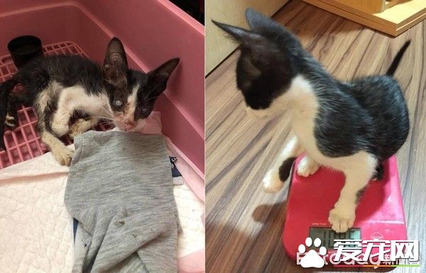 好奇！給媽媽敷貓面膜的比比是為了安全感么