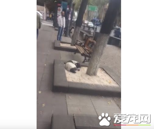 男子丟失愛犬尋找三年 路邊重逢畫面超感人