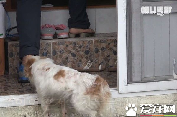 可憐汪汪始終不放棄  因病被棄卻依舊等主人接它回家