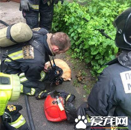 大愛無界 俄消防員氧氣罩搶救貓咪
