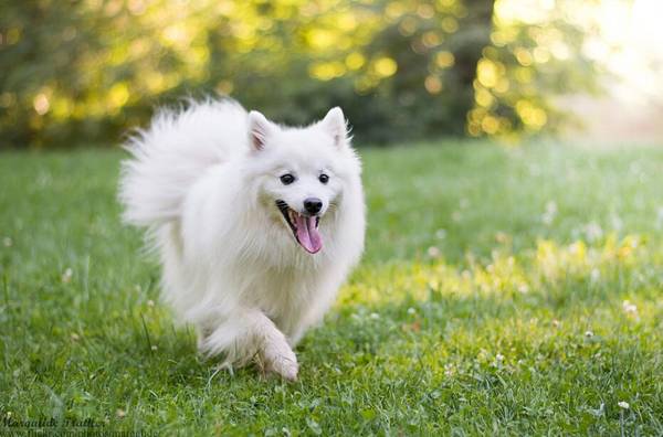 白色博美犬名字
