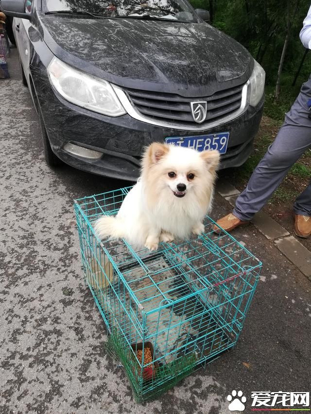 德州寵物大集場走一圈，誰能告訴最后圖片中狗是什么品種？