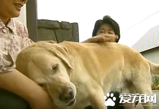 相隔11年在回家 導盲犬不曾忘記照顧它的家人