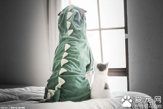 沙皮狗熱衷Cosplay　可愛模樣走紅粉絲過萬