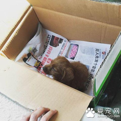 金毛掙脫牽引繩瘋狂直追 竟看到暖心的一幕