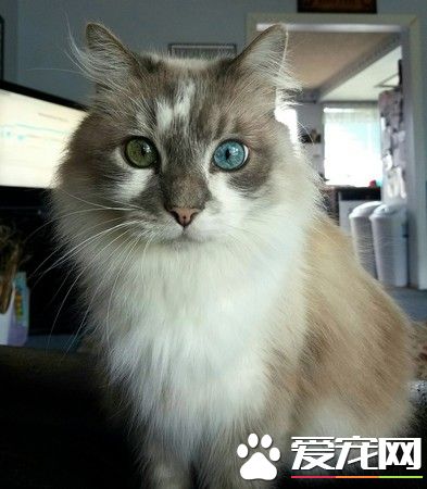 10歲喵越老越美 大眼變成異色瞳